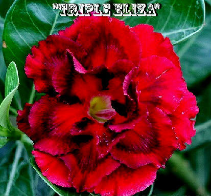 (image for) Adenium 'Triple Eliza' 5 Seeds - Click Image to Close